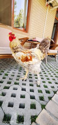 Zotdor xo'roz sotiladi