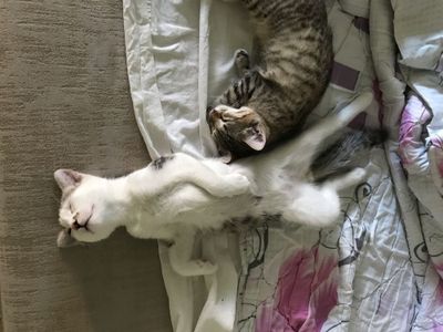 Отдаем котят в хорошие руки