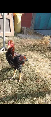 Kareya zotli xoʻroz sotiladi 11 oylik boʻyi baland 4.5 5 kg boʻladign