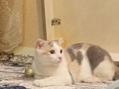 Mushuk zotdor qiz кошка шотландская