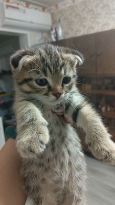Срочно продаются котята!