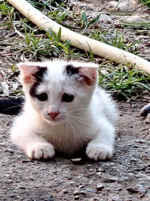 Mushuk bolasi sotiladi