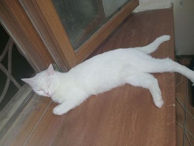 Turetskiy angora sotiladi