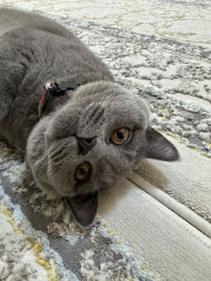 Кошка скоттиш страйт тоза зотдор мушук 1 ёш