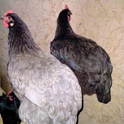 Gigant Jersi tovuqlar sotuvda
