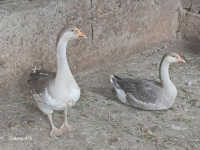 G'oz sotiladi srochna