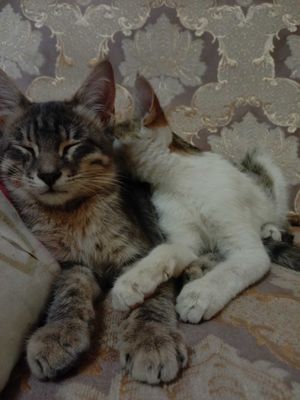 Котята в хорошие руки