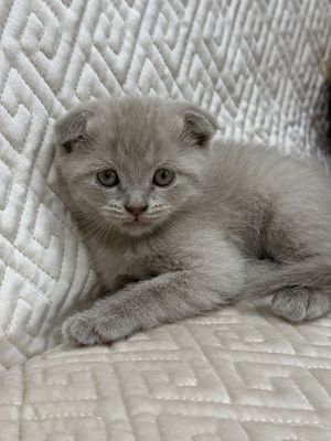 Скоттиш Фолд сотилади
