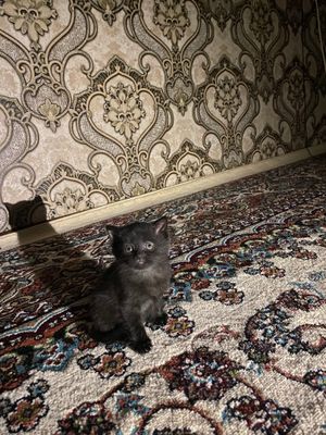 Assalomu aleykum mittivoy sotiladi Narxi 500 ming