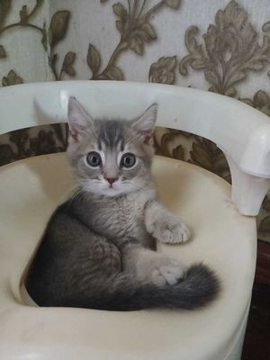 damashniy mushuk