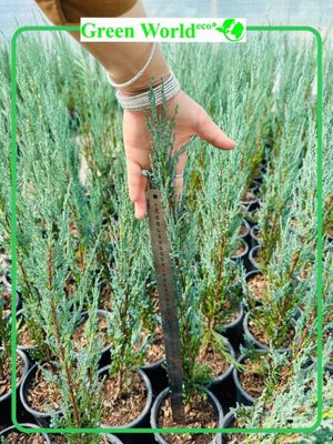 Juniperus Skoyrocket