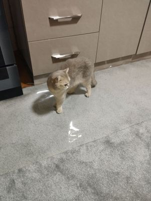 Scottish fold va Scottish straight