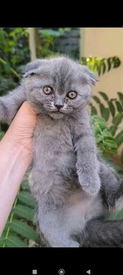 кошки