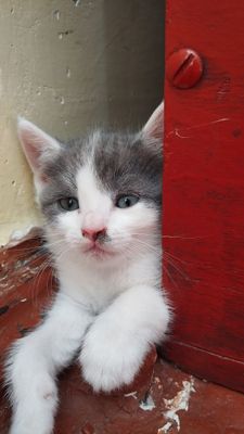 Продается котята