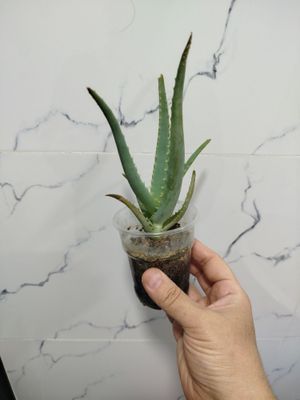 Aloe detkasi алоэ