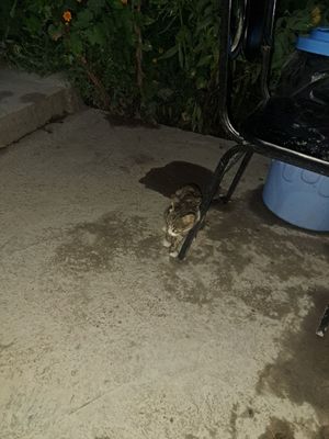 Любящая мама котят