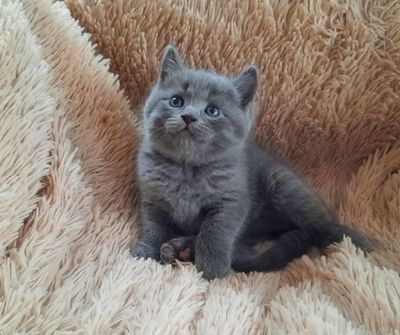 Котята Scottish fold и турейкая ангора
