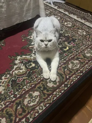 Приглашаем на вязку кота Чистокровный Британский Шиншила