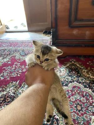 Toza qon endi 45 kunli