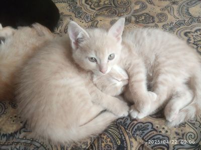 Пристраиваю котят в добрые руки
