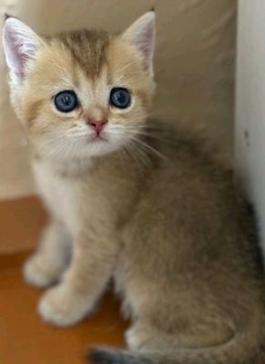 продаются котята, золотая шиншилла