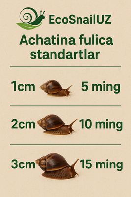 Улитка