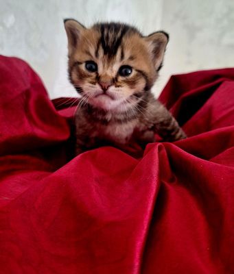 Скотиш фолд.Сотилади
