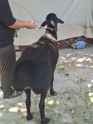 Qo'y sotiladi 50 kg uyda boqilgan quloqlar butun