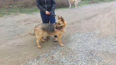Собака Немецкая овчарка