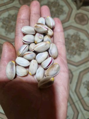 Fistashka Akbari Eron so'rti kotta kotta bo'ladi