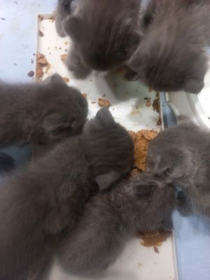 Biritaniskiy mushuk bolalari