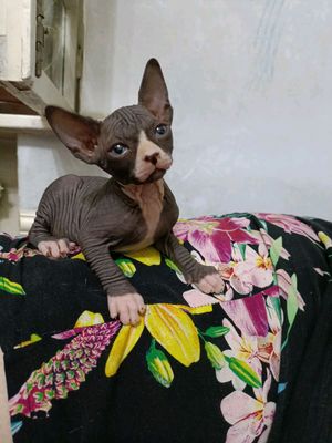 котята сфинкса