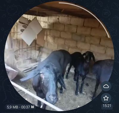 Ona bola qoʻylar sotuvda