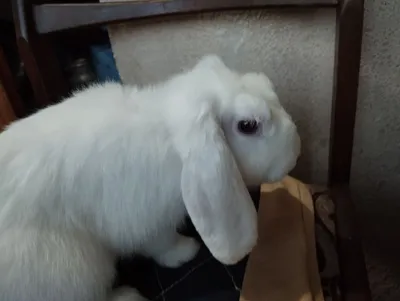 Quyon Dekarativni soʻm sotiladi