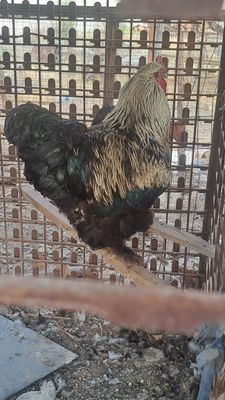 Брама хуроз 3 та
