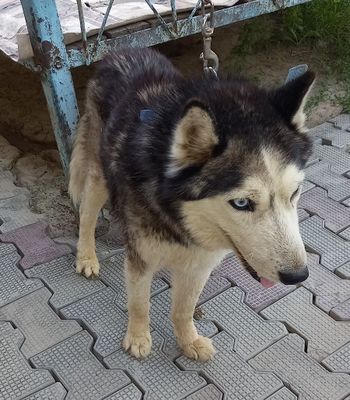 Xaski iti sotiladi