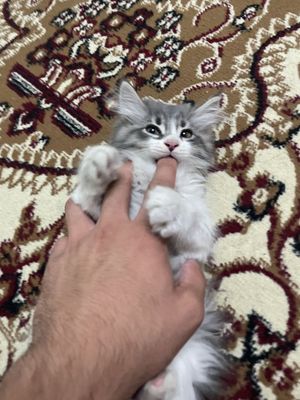 Сибирская кошка 2 месяца, к лотку приручена