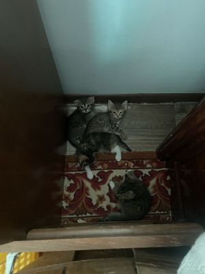Продаются котята, возраст 1 месяц