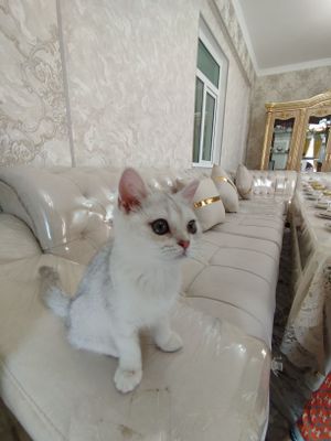 Серебристый шиншилла