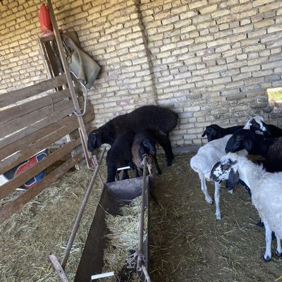 Xisori qochqor 2 yoshar