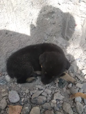 it sotiladi 60.000 ming som