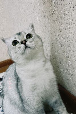 Продается кошка девочка (шиншила)