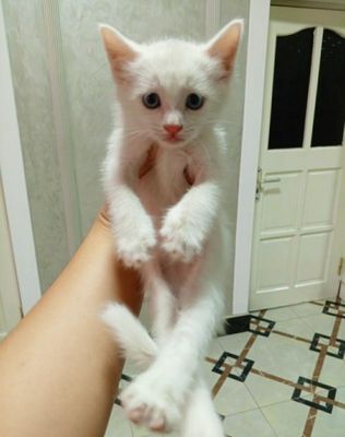 Продам котят белые