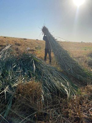 Qamishlar bor sotilad