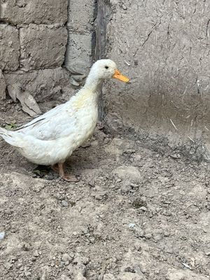 Класическая утка арзоро килиб берамиз