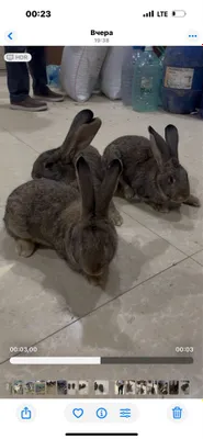 Фландер сотилади