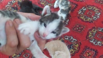 Котята 1 месяц,5 котят