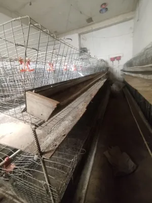 Nesushki tovuqlar uchun setka Urganch shahrida