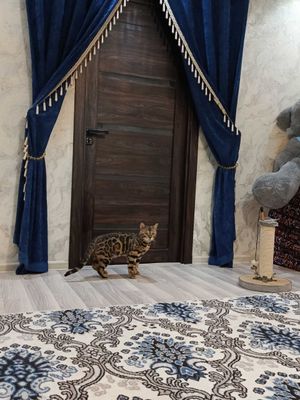 VIYASKAGA BENGAL‼️. ВИЯСКУ БЕНГАЛ‼️