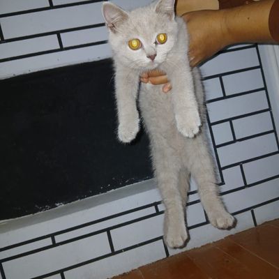 Продаётся шотландская кошечка